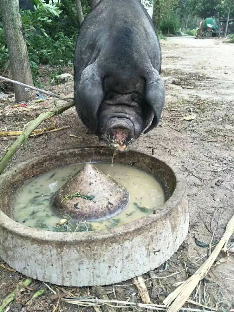 太湖母猪