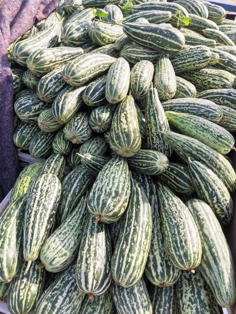 【脆皮花金刚】黑金刚山东费县大量供应产地直发全国各地