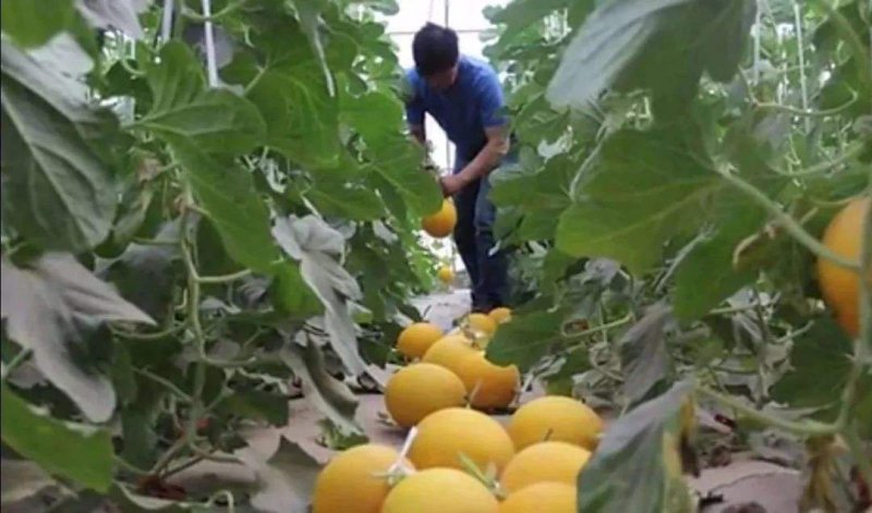 【翼鹏菜业】民勤银蒂蜜瓜，一箱2个装全国包邮，招微商代理