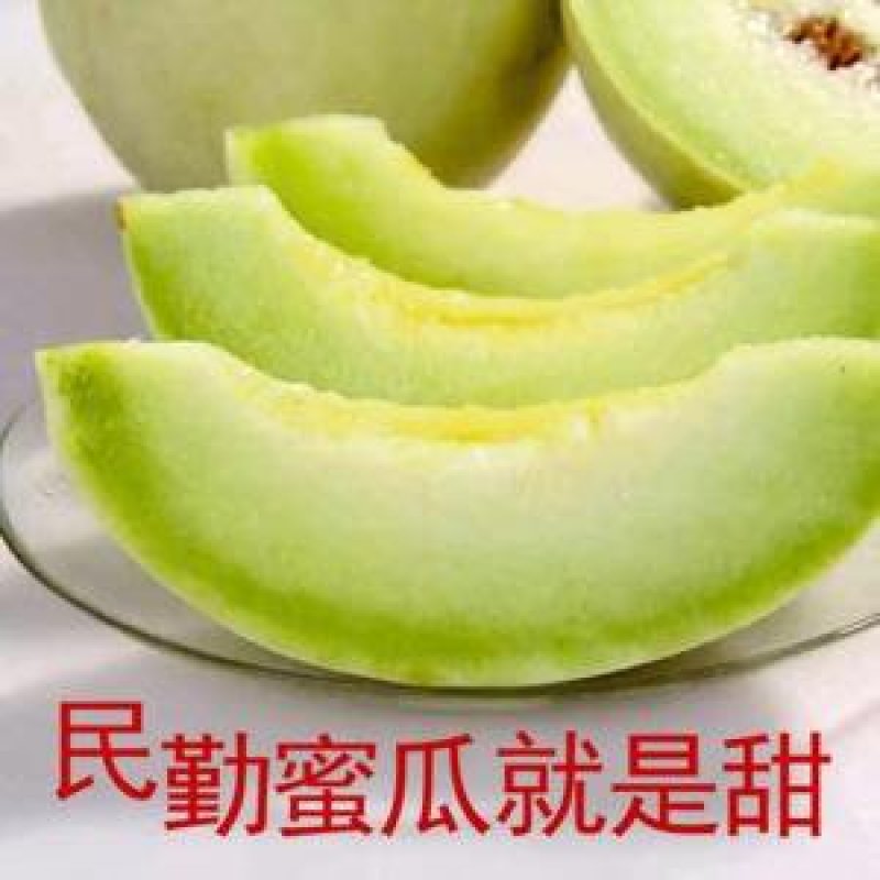 【翼鹏菜业】民勤银蒂蜜瓜，一箱2个装全国包邮，招微商代理