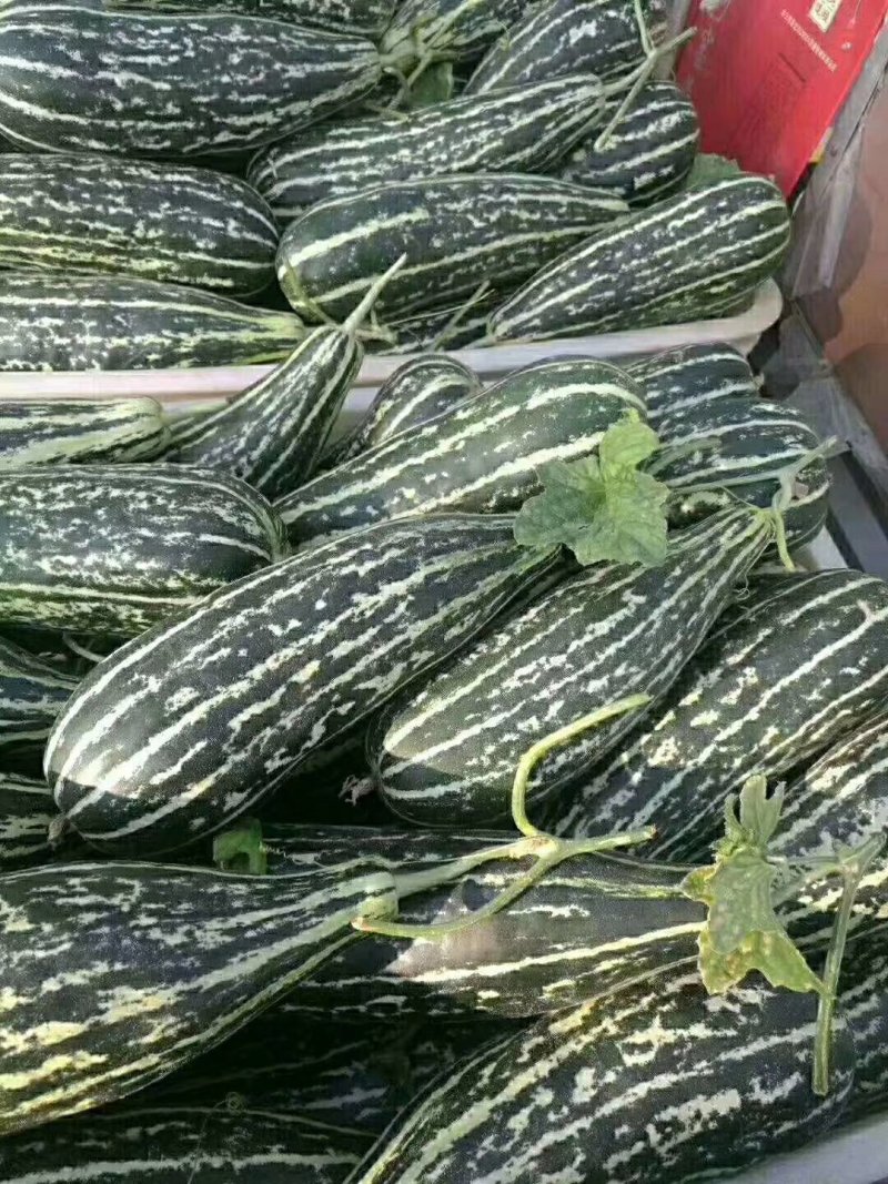 【脆皮花金刚】黑金刚山东费县大量供应产地直发全国各地