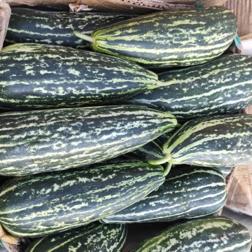 【脆皮花金刚】黑金刚山东费县大量供应产地直发全国各地