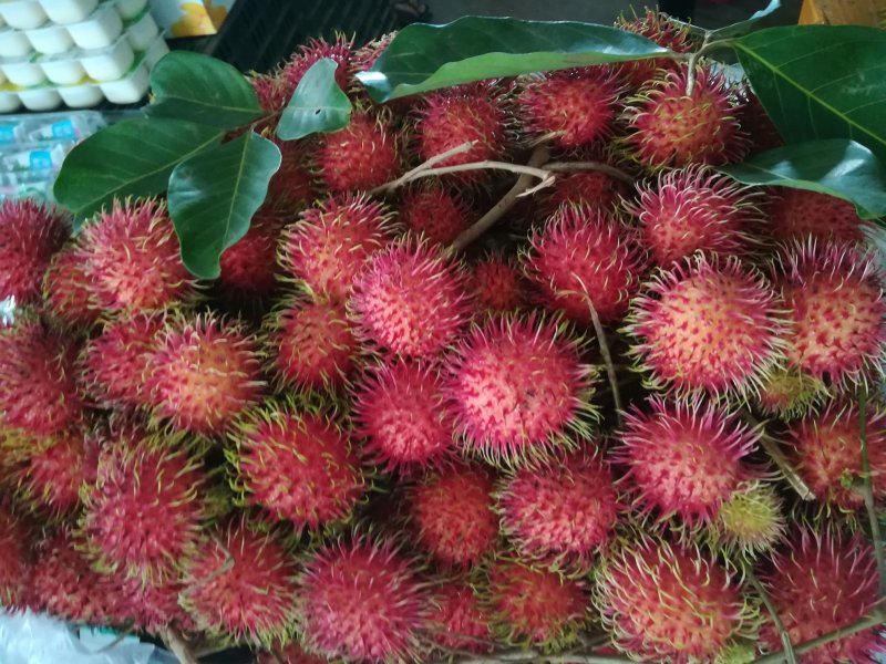 红毛丹