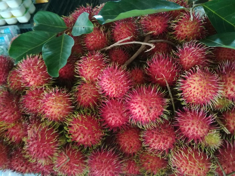 红毛丹