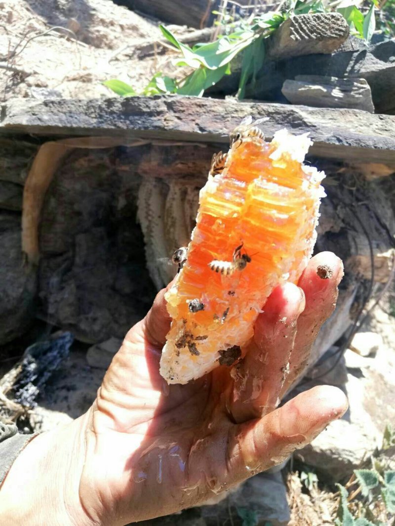 深山百花蜜
