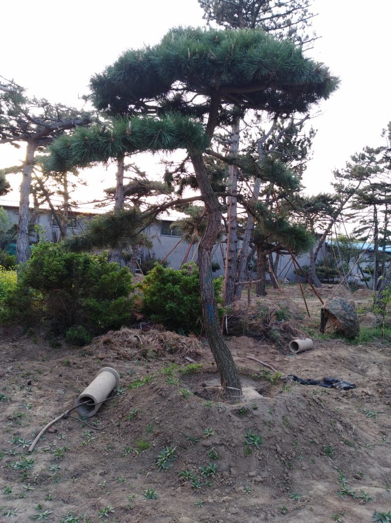 精品造型松