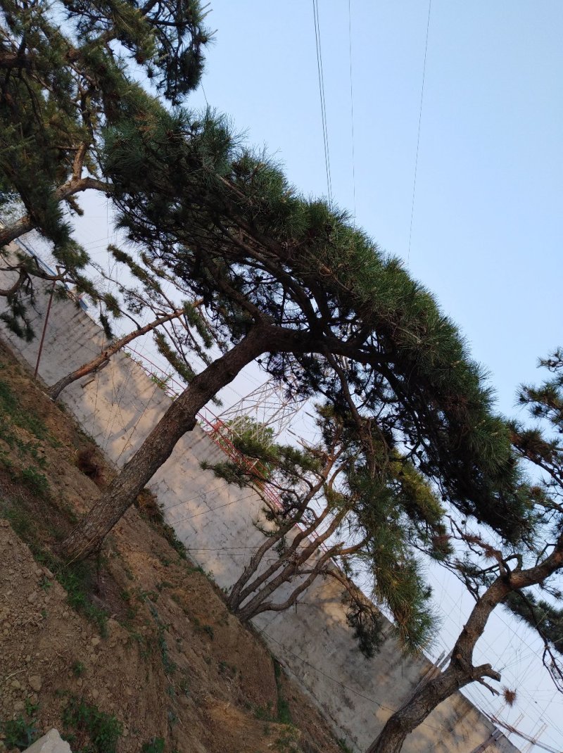 精品造型松