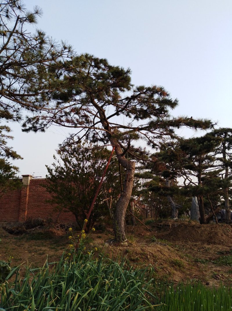 精品造型松