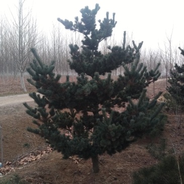 五针松