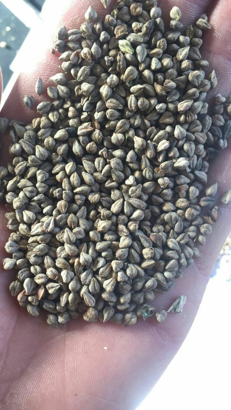 苦荞