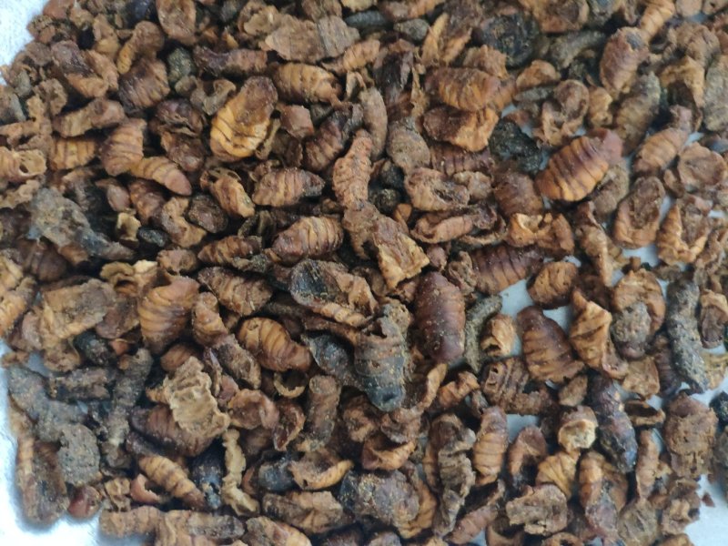 蚕蛹小蜂儿原蚕蛹晚蚕蛹货好量大生剥蚕蛹