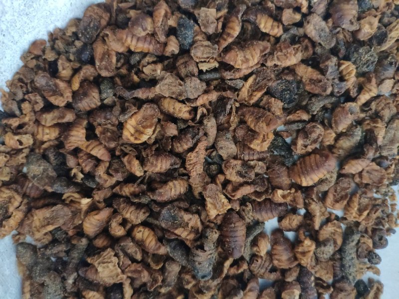 蚕蛹小蜂儿原蚕蛹晚蚕蛹货好量大生剥蚕蛹