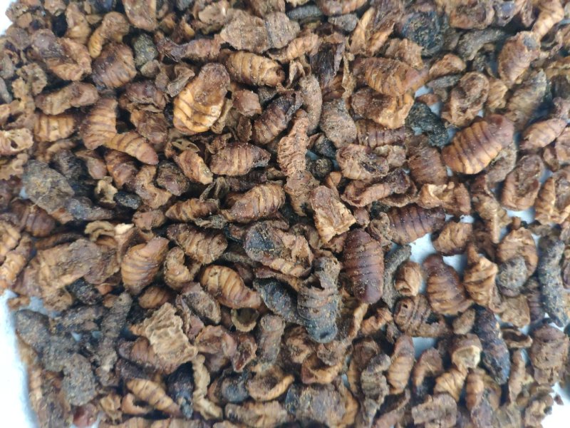 蚕蛹小蜂儿原蚕蛹晚蚕蛹货好量大生剥蚕蛹