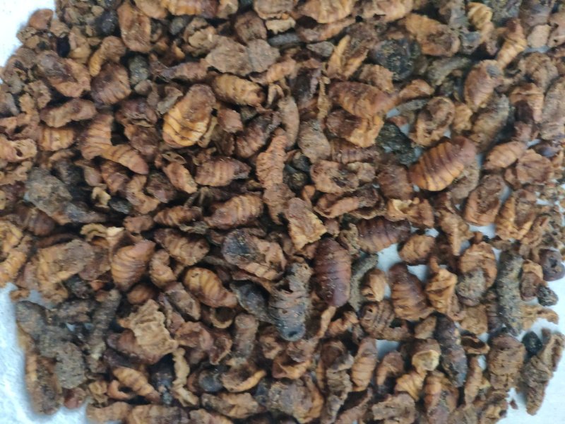 蚕蛹小蜂儿原蚕蛹晚蚕蛹货好量大生剥蚕蛹