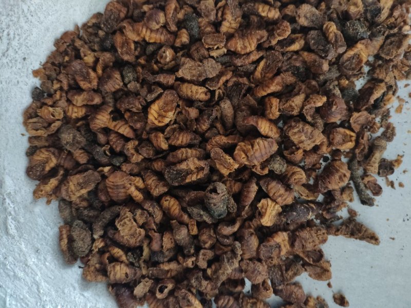 蚕蛹小蜂儿原蚕蛹晚蚕蛹货好量大生剥蚕蛹