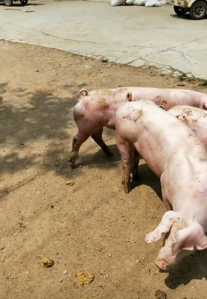 长白种公猪兰德瑞斯猪