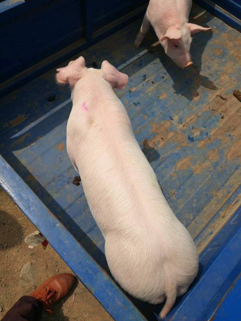 长白种公猪兰德瑞斯猪