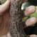昌玉药材肉苁蓉产地直销薄利多销