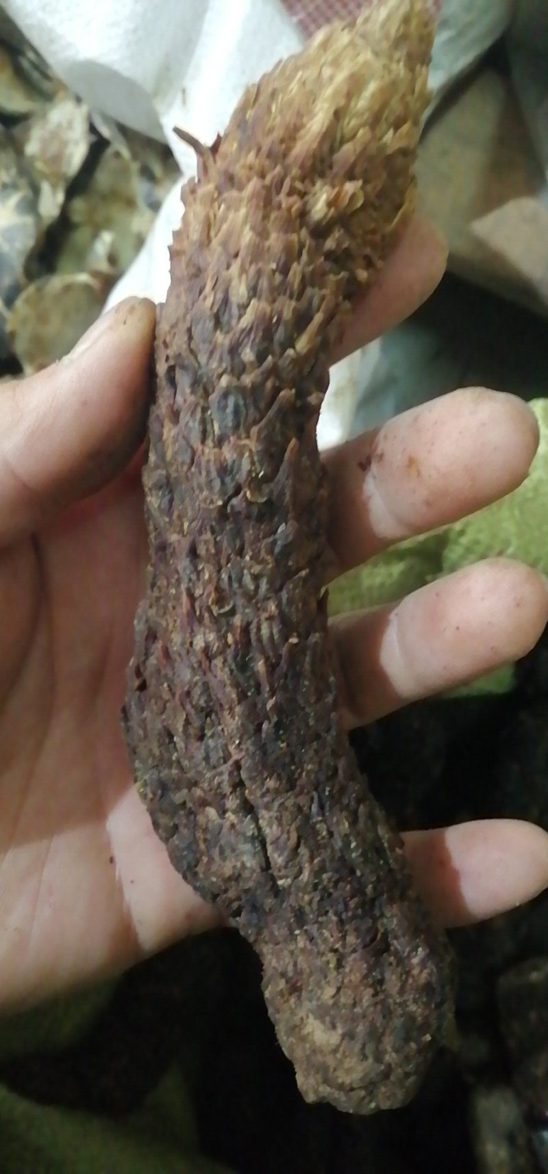 昌玉药材肉苁蓉产地直销薄利多销