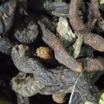 昌玉药材肉苁蓉产地直销薄利多销