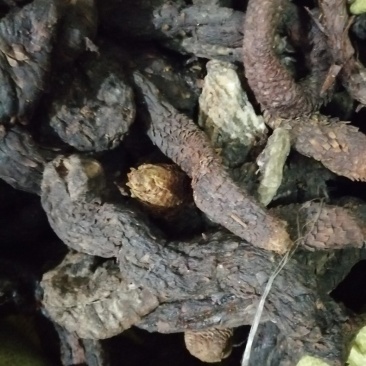 昌玉药材肉苁蓉产地直销薄利多销