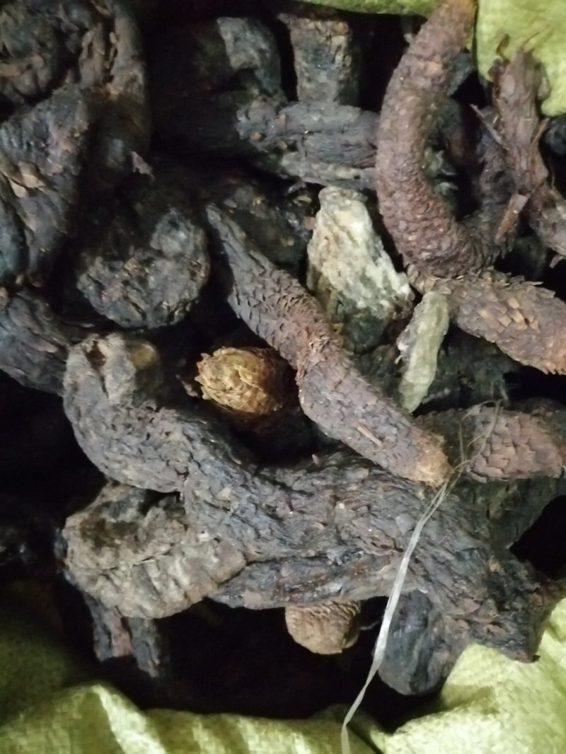昌玉药材肉苁蓉产地直销薄利多销
