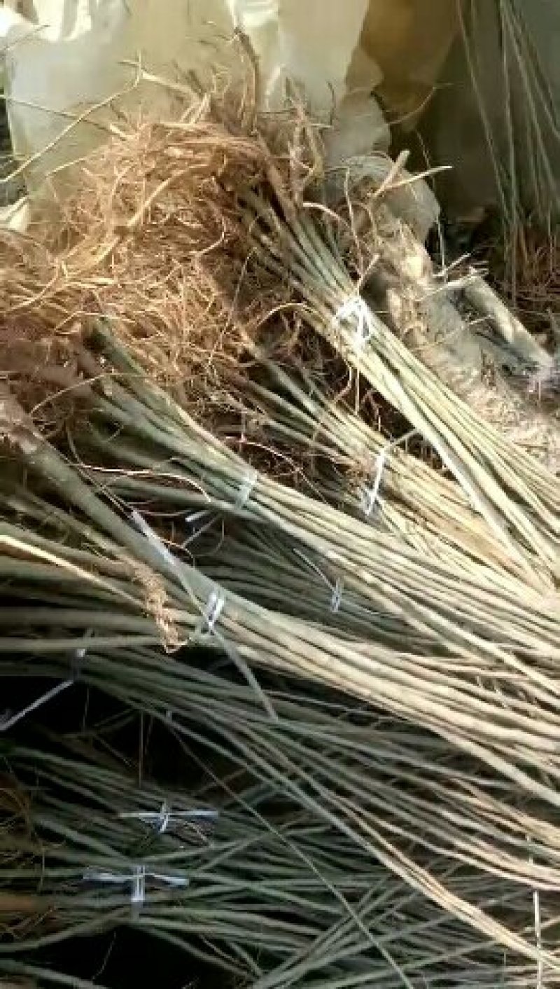 紫惠槐，高速路护坡绿化工程用苗规格全大量出售