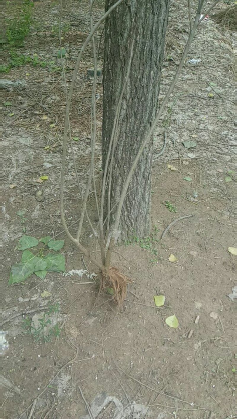 紫惠槐，高速路护坡绿化工程用苗规格全大量出售