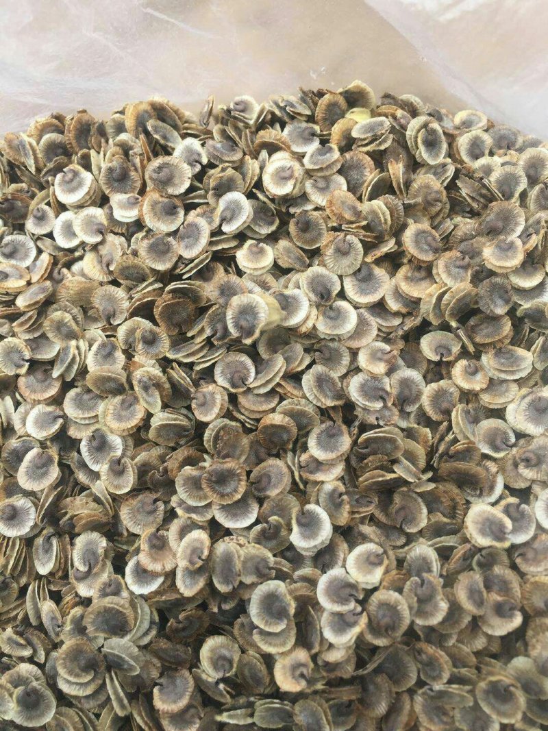 蜀葵籽