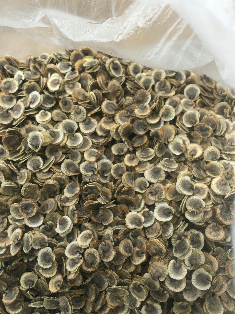 蜀葵籽
