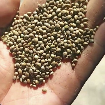 小颗粒麻子