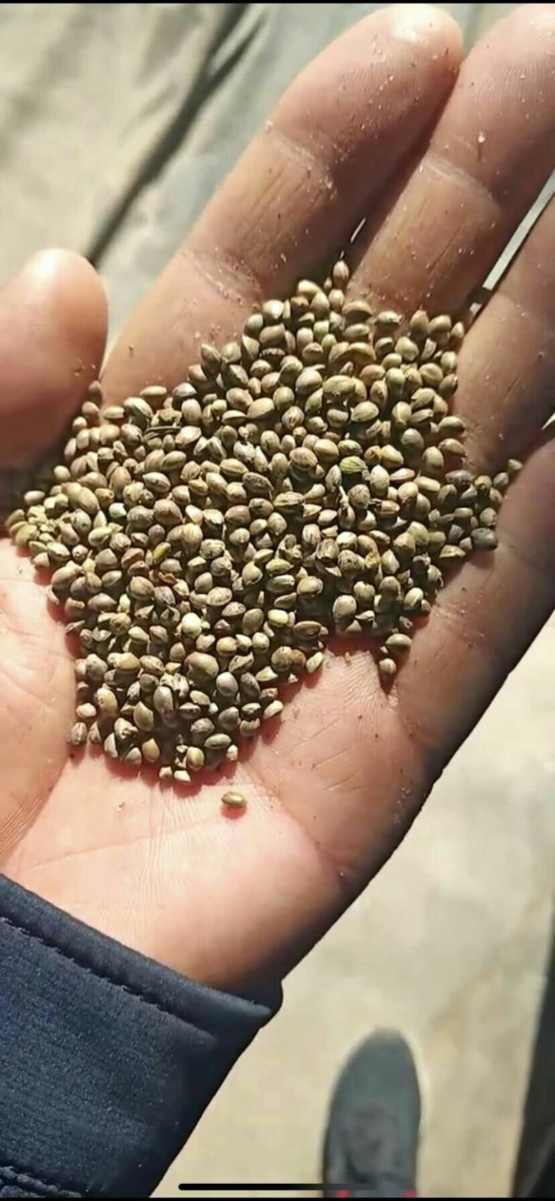 小颗粒麻子