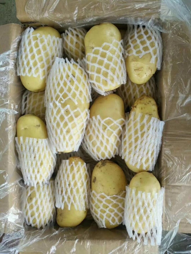 滕州精品土豆，荷兰，V7，沃土，黄皮黄肉，每斤加一毛包邮