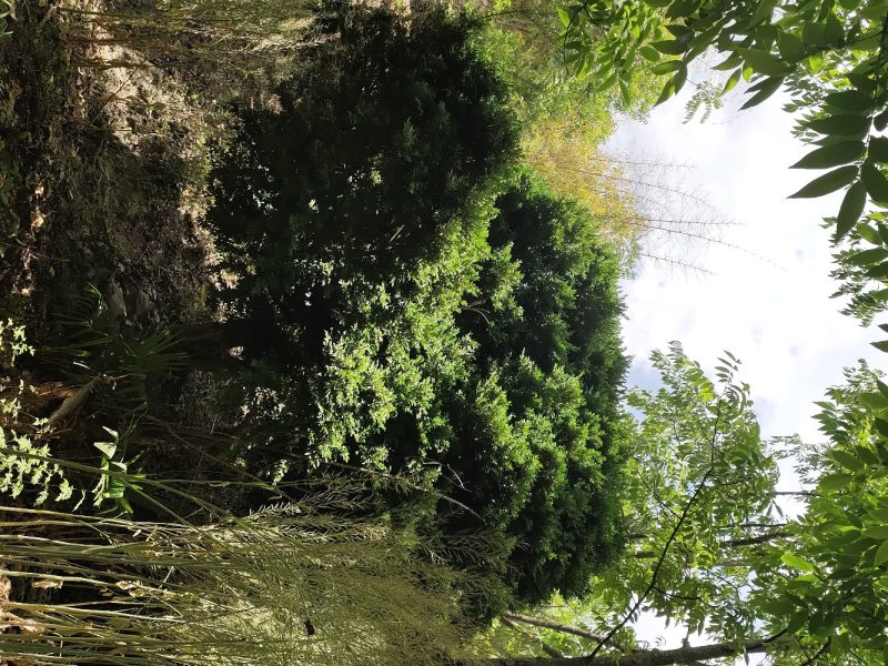 雀舌黄杨