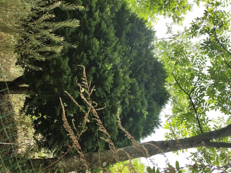 雀舌黄杨