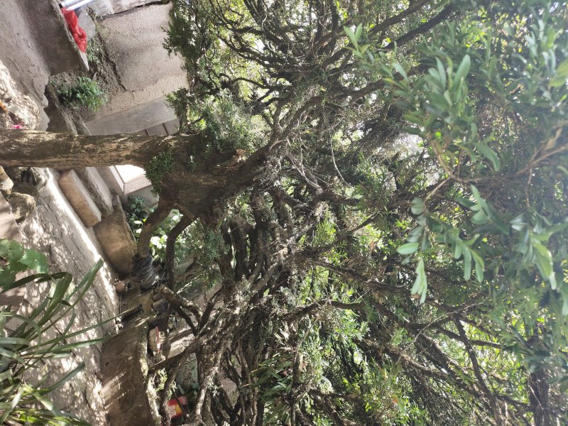 雀舌黄杨