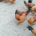 阉鸡