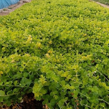绿化占地，报春花过路黄基地直发可视频看货量大价优