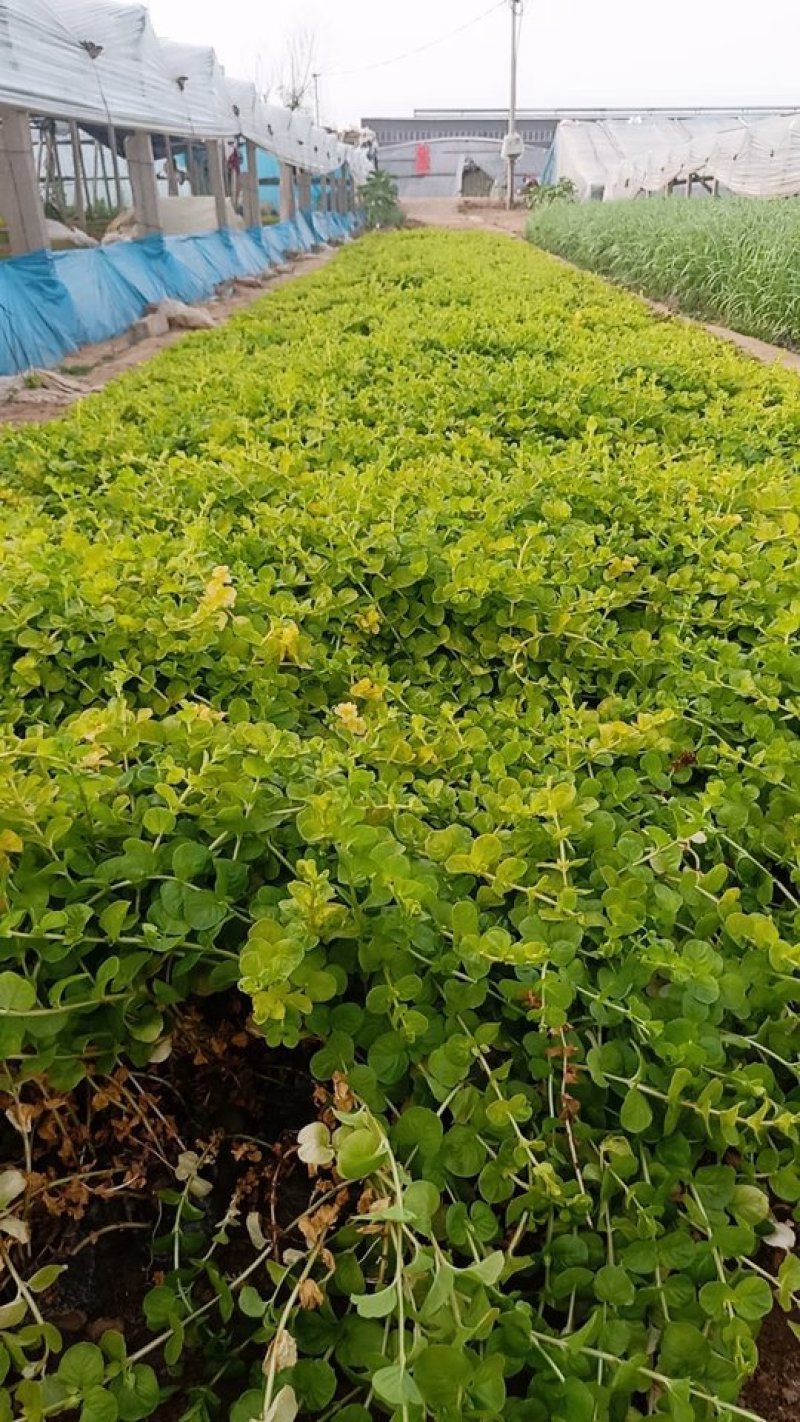 绿化占地，报春花过路黄基地直发可视频看货量大价优