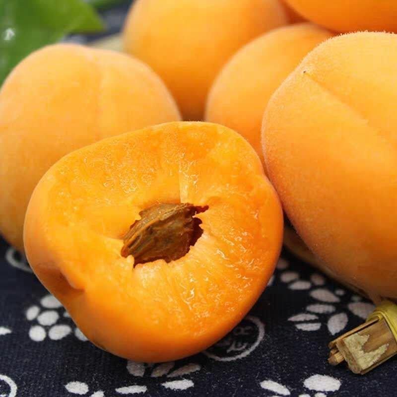 金太阳杏凯特杏陕西大荔杏主产地品种齐全个大味甜