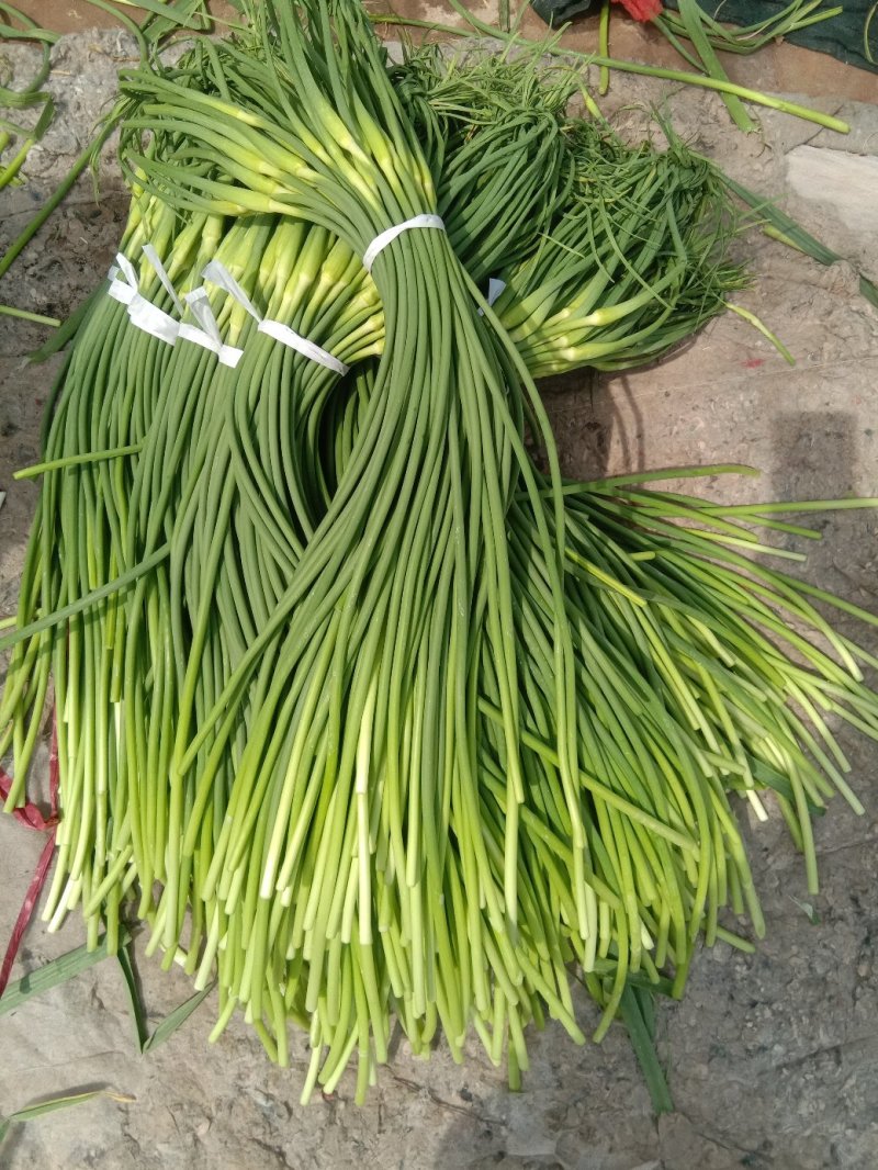 永年白帽蒜苔，条细长，