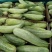 新鲜羊角蜜甜瓜统货1斤以上条直口感甜脆纯绿色食品
