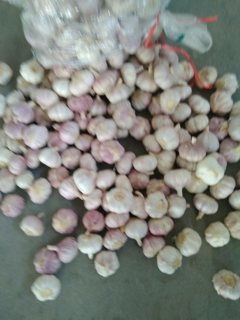 邳州大蒜分级净蒜，原皮统货大量上市欢迎客商来人来电洽谈。