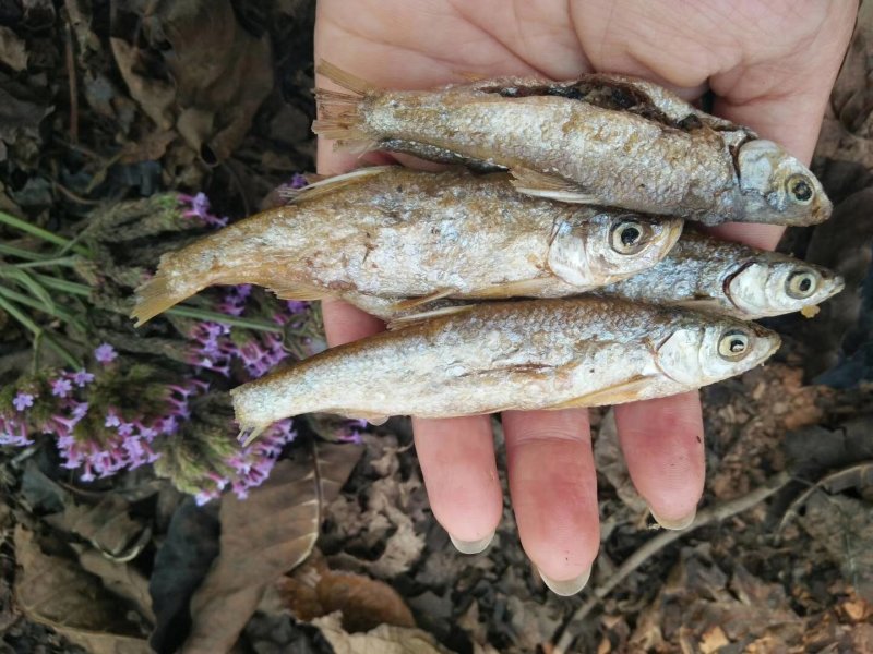 油炸鱼油炸小白条淡水无盐油炸鱼干破肚不苦