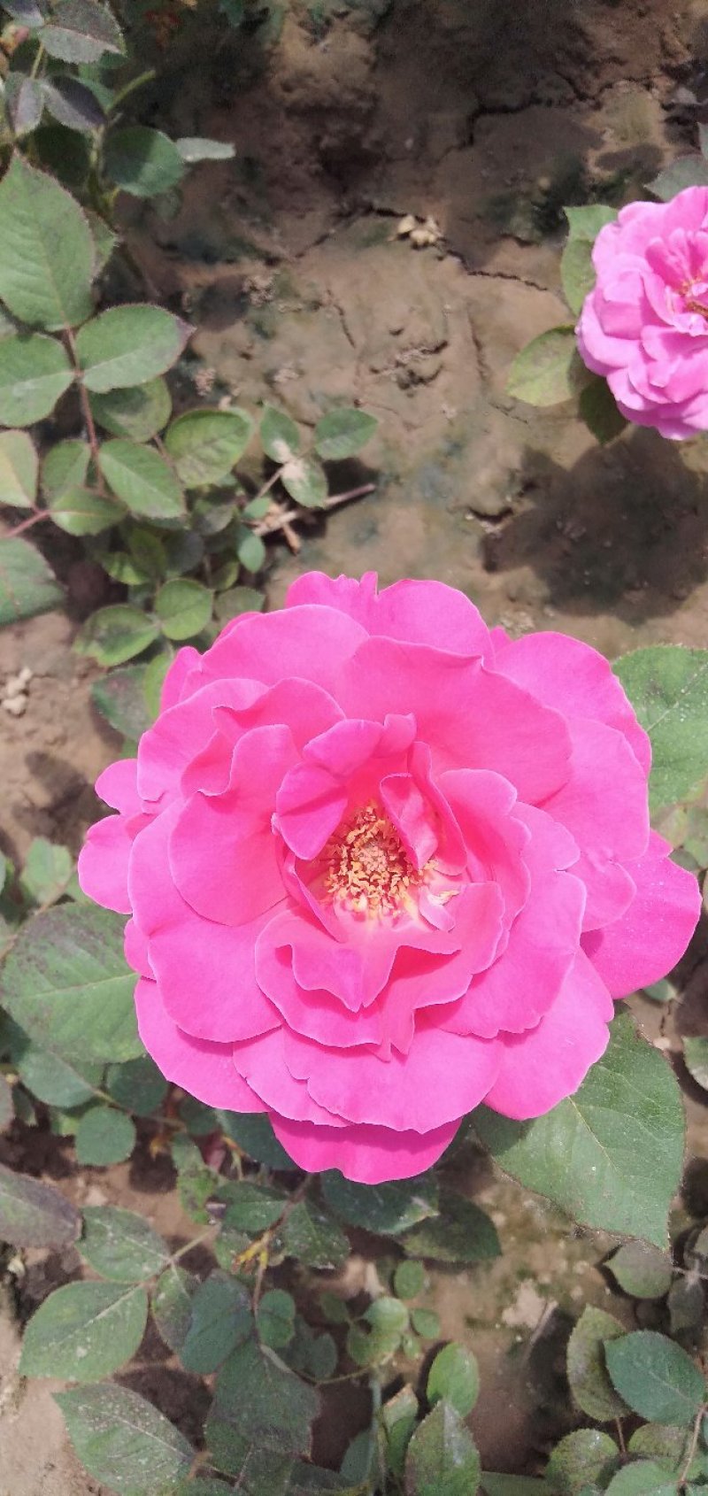 藤本，大花月季