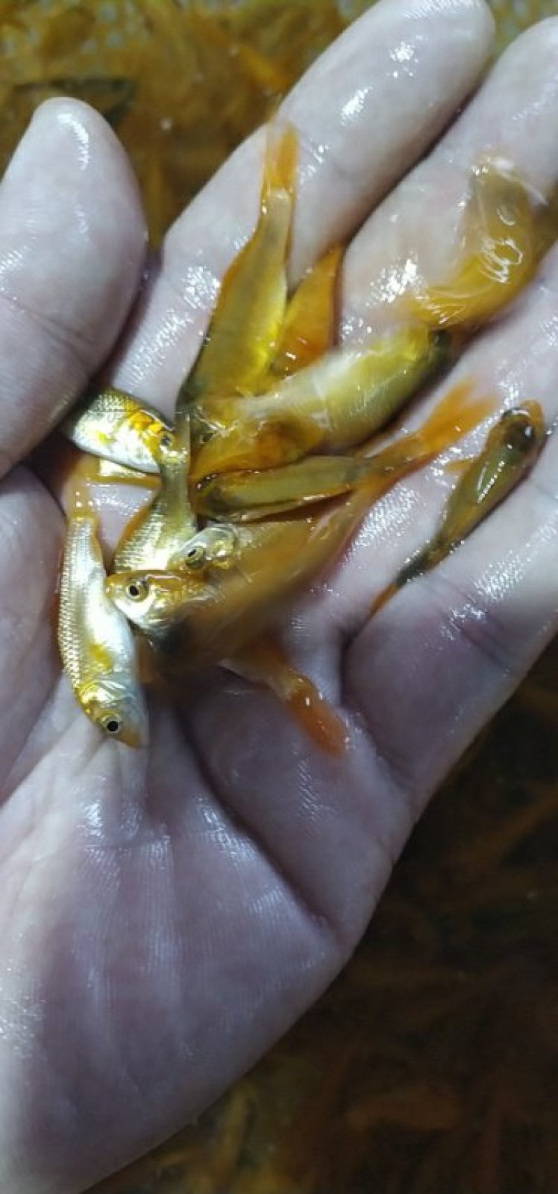 红鲤鱼苗兴国红鲤鱼苗