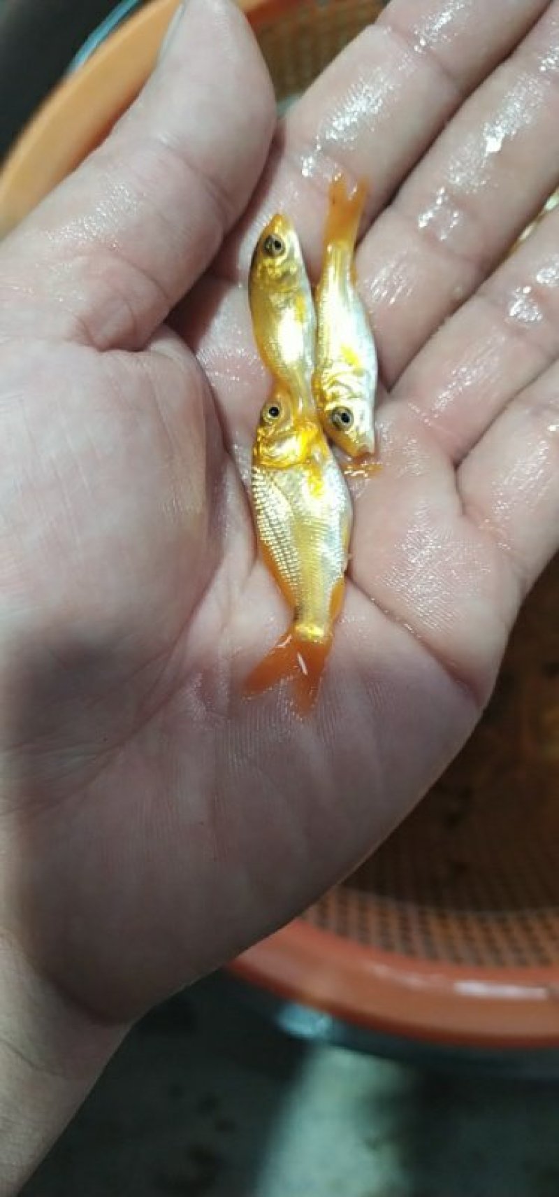 红鲤鱼苗兴国红鲤鱼苗
