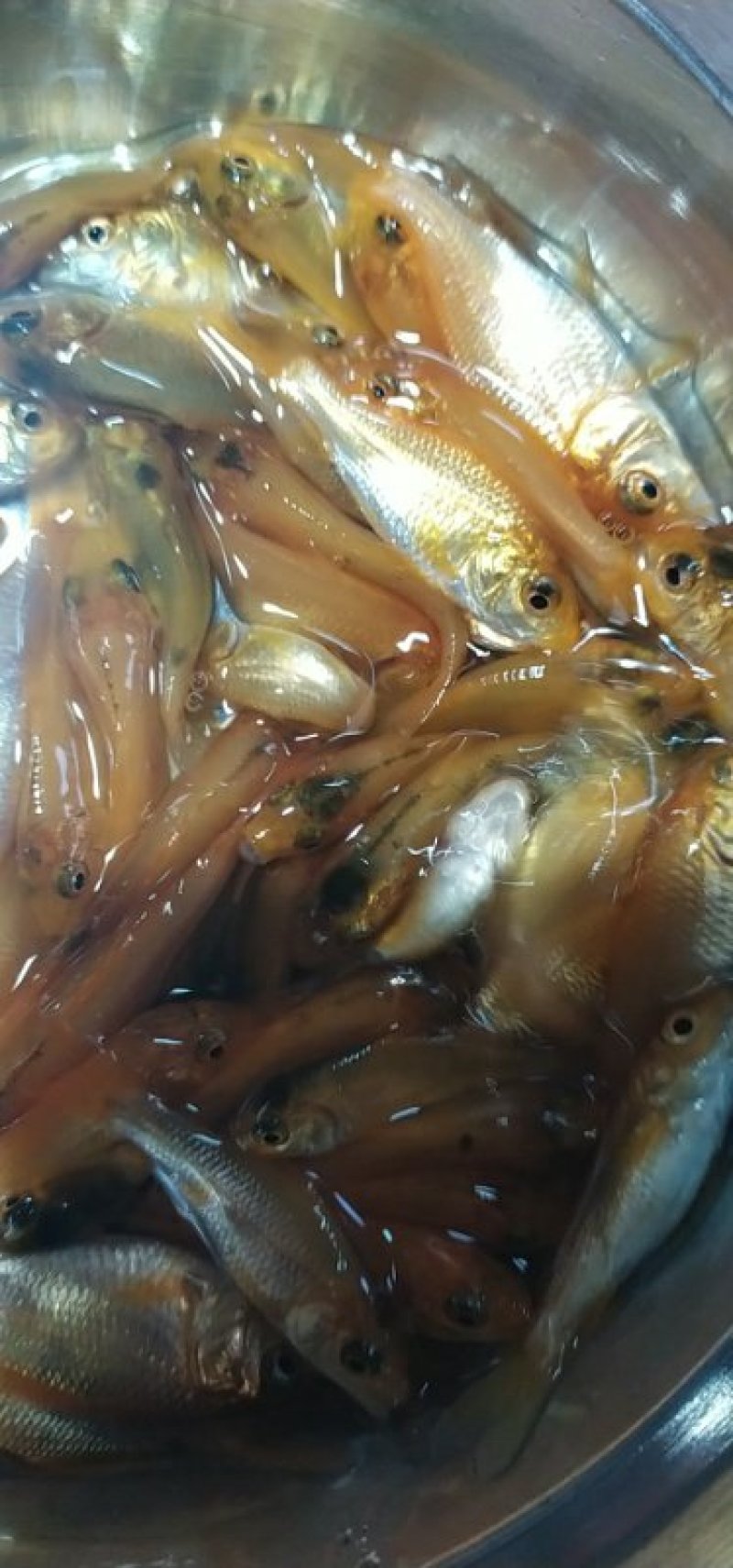 红鲤鱼苗兴国红鲤鱼苗