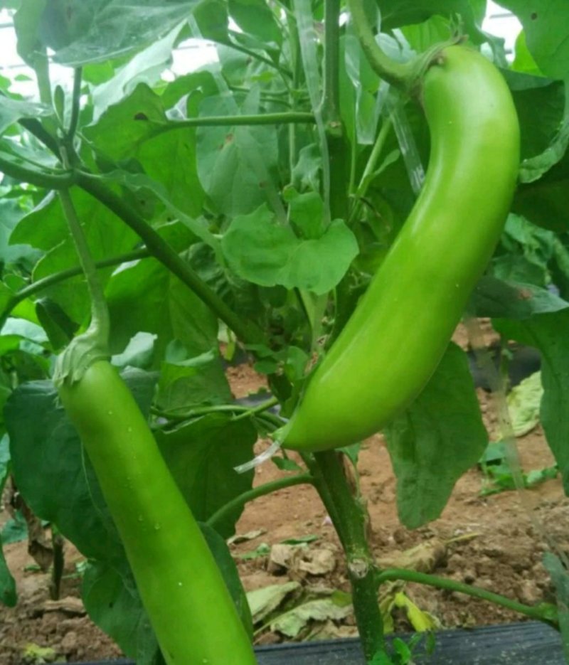 青茄子山东青茄产地发货视频看货，全国发货量大从优欢迎订购