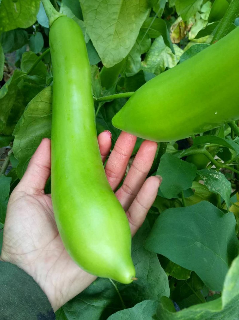 青茄子山东青茄产地发货视频看货，全国发货量大从优欢迎订购